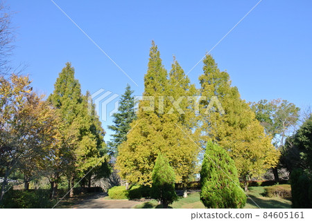 Metasequoia, which turned yellow in early autumn 84605161