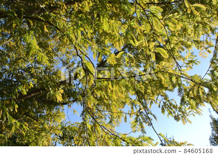 初秋變黃的水杉 84605168