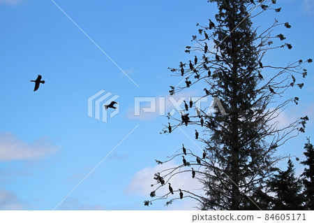 A tall spruce tree with many Cormorant birds roosting A tall spruce tree with many Cormorant birds roosting 84605171
