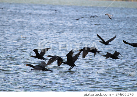 Many Cormorants flying over water in summer 84605176