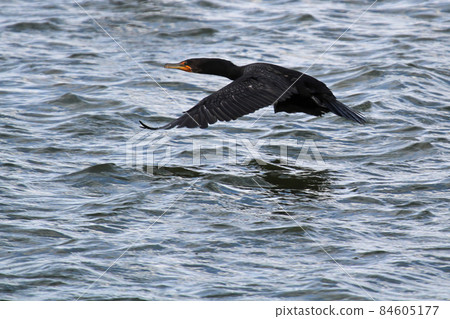 A Cormorant actively flying over wavy water A Cormorant actively flying over wavy water 84605177