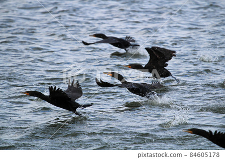 Motions of Double Crested Cormorants flying over water 84605178