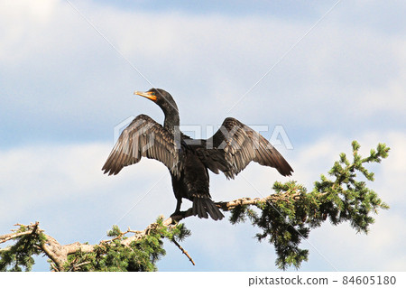 Back view of a Cormorant dryinging its wings on a branch 84605180