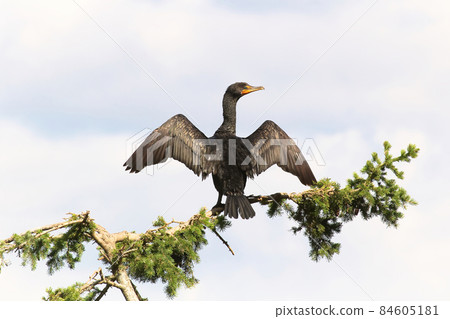 Back view of a Cormorant dryinging its wings on a branch 84605181