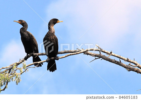 Two Cormorants sitting on a bare branch Two Cormorants sitting on a bare branch 84605183