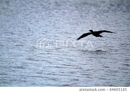 silhouette of a Cormorant flying over water silhouette of a Cormorant flying over water 84605185