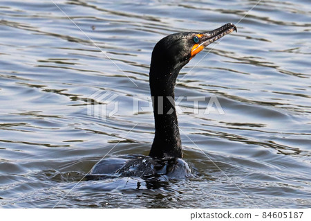 Closeup of a Double Crested Cormorant in water Closeup of a Double Crested Cormorant in water 84605187