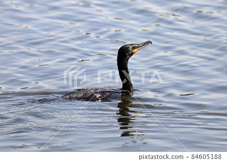 Closeup of a Cromorant swimming in water Closeup of a Cromorant swimming in water 84605188