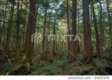 In the deep forest, Aokigahara Jukai In the deep forest, Aokigahara Jukai 84605209