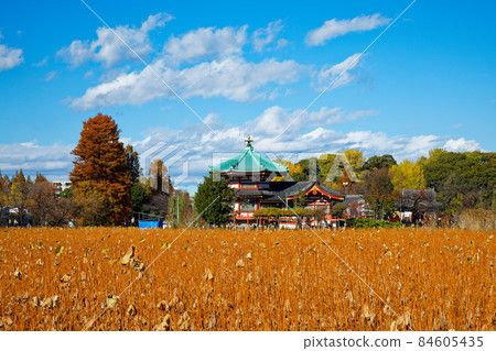 Autumn leaves and yellow leaves of Shinobazu Pond in Ueno and the surrounding landscape 84605435