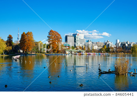 Ueno Shinobi Pond and Tokyo Sky Tree 84605441