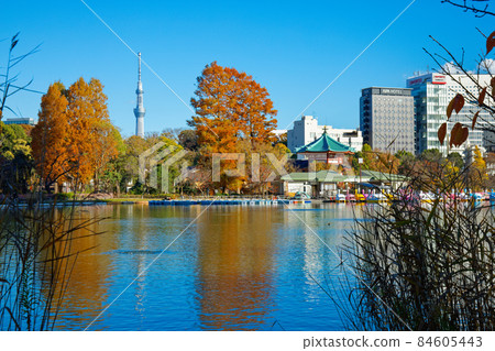 Ueno Shinobi Pond and Tokyo Sky Tree Ueno Shinobi Pond and Tokyo Sky Tree 84605443