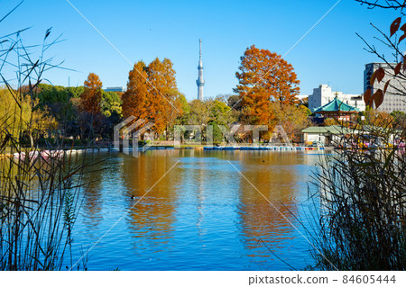 Ueno Shinobi Pond and Tokyo Sky Tree 84605444