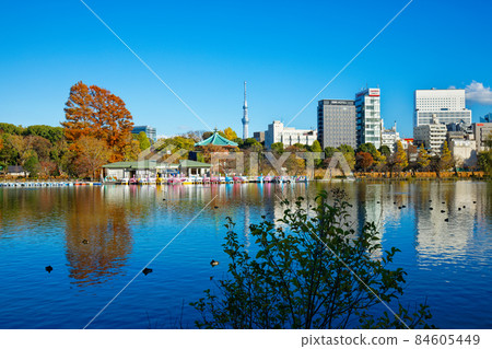 上野不忍池及周邊景觀東京晴空塔 84605449