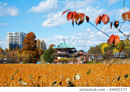 Shinobazu Pond Benzaiten in Ueno and the surrounding autumn leaves 84605537