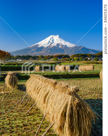 Superb view of Mt. Fuji and rice haze Superb view of Mt. Fuji and rice haze 84605878