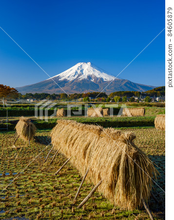 Superb view of Mt. Fuji and rice haze 84605879
