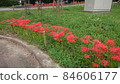叢生孤挺花盛開的花園 84606177
