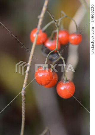 Fruit of brown-eared bulbul Fruit of brown-eared bulbul 84606220
