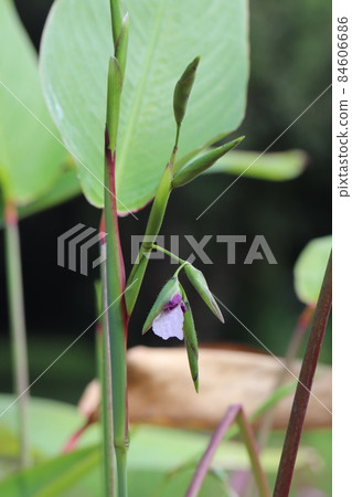 Talia Genicrata Luminoides Talia Genicrata Luminoides 84606686