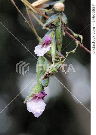 Talia Genicrata Luminoides Talia Genicrata Luminoides 84606687