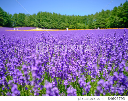 Lavender field Lavender field 84606793