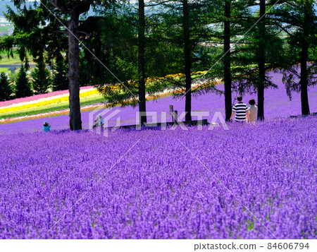 Lavender field 84606794