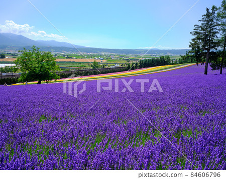 Lavender field 84606796