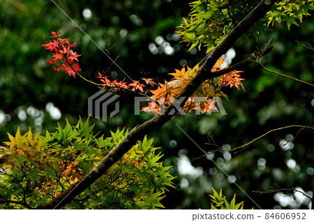 水戶市偕樂園的紅葉 84606952