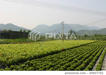 the nursery of plants and trees for gardening. the nursery of plants and trees for gardening. 84607782