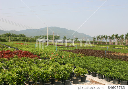 the nursery of plants and trees for gardening. the nursery of plants and trees for gardening. 84607783