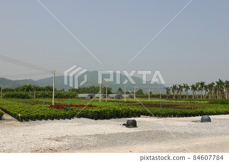 The nursery of plants and trees for gardening. 84607784