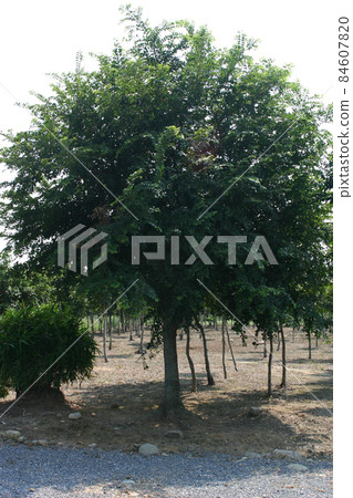 a nursery of plants and trees for gardening. 84607820