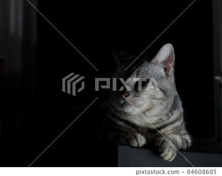 portraits of a cute short hair young lazy sleepy AMERICAN SHORT HAIR breed kitty grey and black stripes home cat relaxing on hand crafted pillow at a window making funny face portraits of a cute short hair young lazy sleepy AMERICAN SHORT HAIR breed kitty grey and black stripes home cat relaxing on hand crafted pillow at a window making funny face 84608685