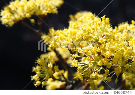 Flower of Sanshui Flower of Sanshui 84608744