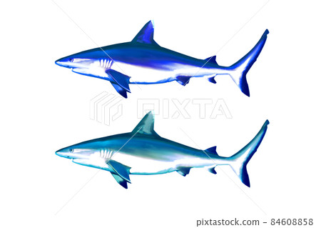 不同顏色的鯊魚 84608858