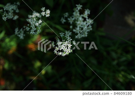 White flower White flower 84609180