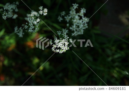 白花 白花 84609181