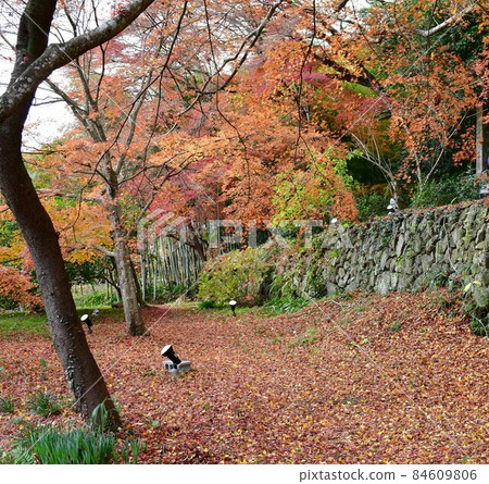 Fukiji Temple in Autumn 84609806