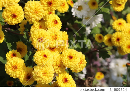 Yellow small chrysanthemum flowers blooming in the autumn garden Yellow small chrysanthemum flowers blooming in the autumn garden 84609824
