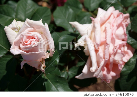 Apricot apricot 84610076