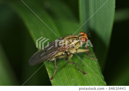 生物 昆蟲 黃糞蠅，雌性。幼蟲在動物糞便上生長，但成蟲是肉食性的，吃小昆蟲，也許還有益蟲？ 84610441