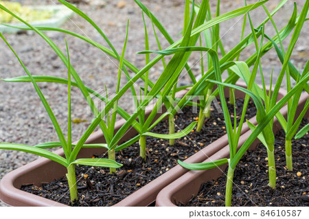 Garlic cultivated in a planter December Garlic cultivated in a planter December 84610587