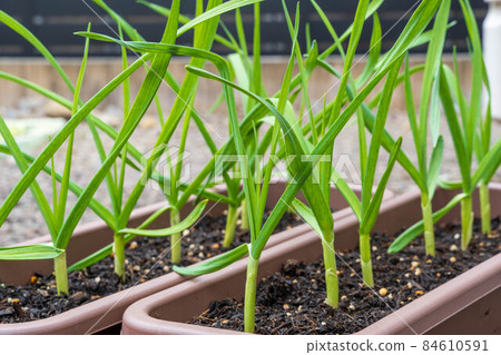Garlic cultivated in a planter December 84610591