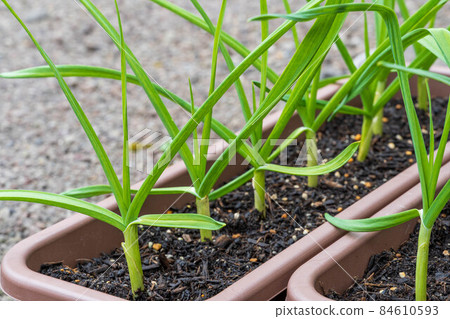 Garlic cultivated in a planter December Garlic cultivated in a planter December 84610593