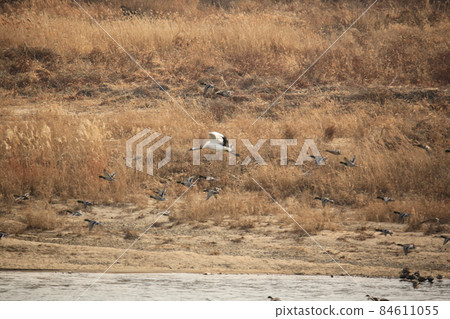 Gangwon-do, Cheorwon Crane Village, Cheorwon-gun, Birdwatching Gangwon-do, Cheorwon Crane Village, Cheorwon-gun, Birdwatching 84611055