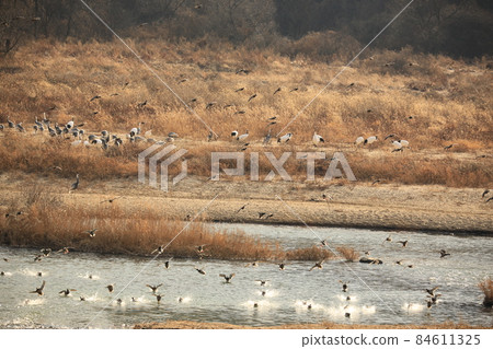 Gangwon-do, Cheorwon Crane Village, Cheorwon-gun, Birdwatching 84611325