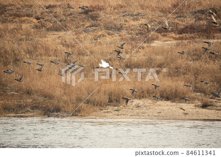 江原道、鐵原鶴村、鐵原郡、觀鳥 84611341