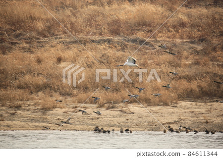 Gangwon-do, Cheorwon Crane Village, Cheorwon-gun, Birdwatching 84611344