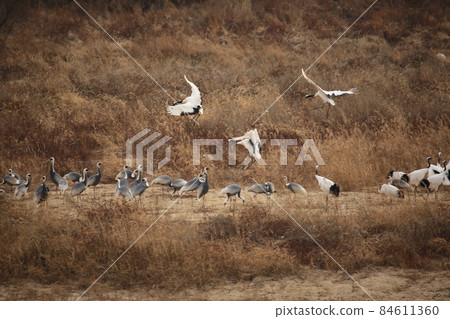 Gangwon-do, Cheorwon Crane Village, Cheorwon-gun, Birdwatching Gangwon-do, Cheorwon Crane Village, Cheorwon-gun, Birdwatching 84611360